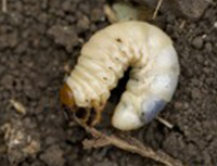 Grub Control